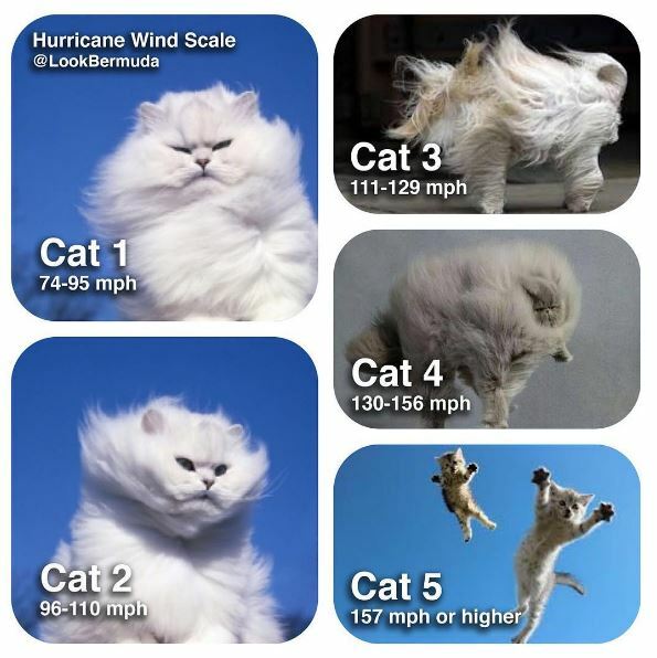 Name:  hurricane_cats.jpg
Views: 330
Size:  54.3 KB