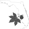 FloridaBuckeye's Avatar